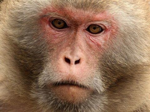 Researchers Regulate Monkeys’ Decisions With Bursts of Ultrasonic Waves
