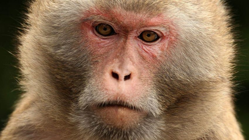 Researchers Regulate Monkeys’ Decisions With Bursts of Ultrasonic Waves