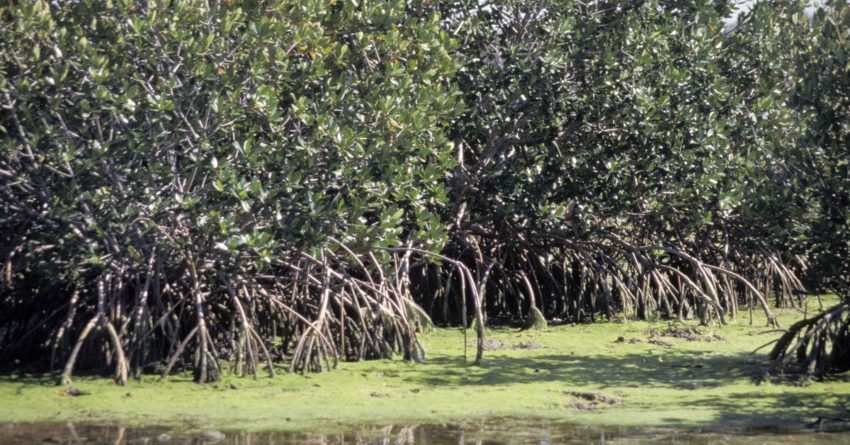 Rising sea ranges could well perhaps well wipe out mangroves by 2050