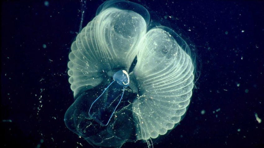 These Weird and wonderful-Ass Sea Creatures Dwell In ‘Snot Palaces’ That Opt Carbon