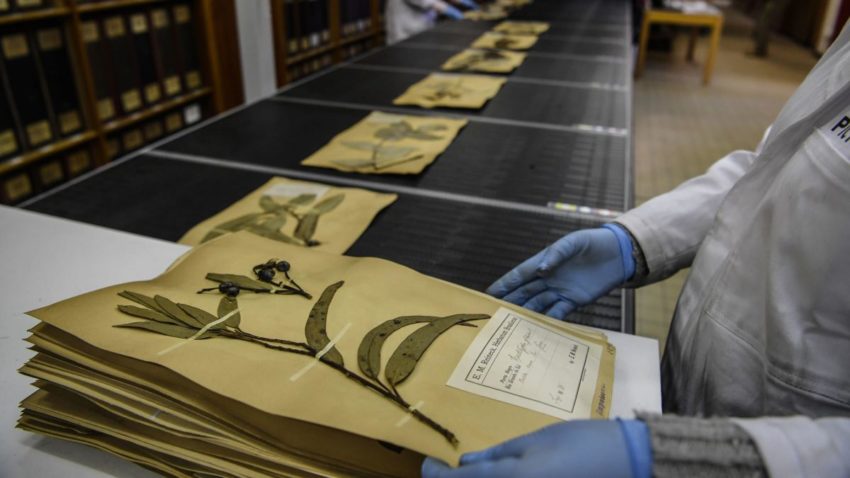 Press Vegetation for a ‘Quarantine Herbarium’