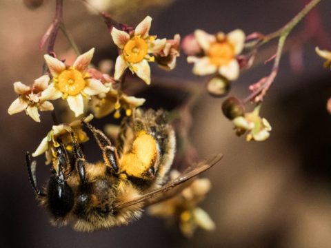 Genius Bees Power Crops to Bloom by Biting Them