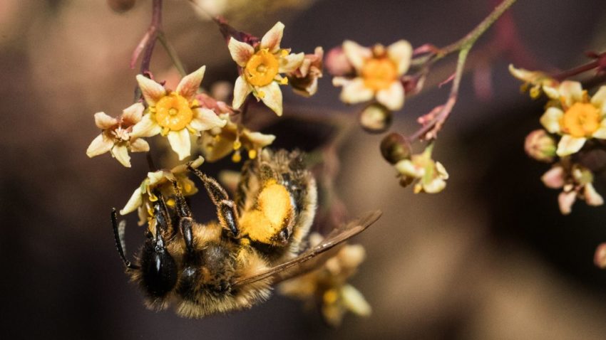 Genius Bees Power Crops to Bloom by Biting Them