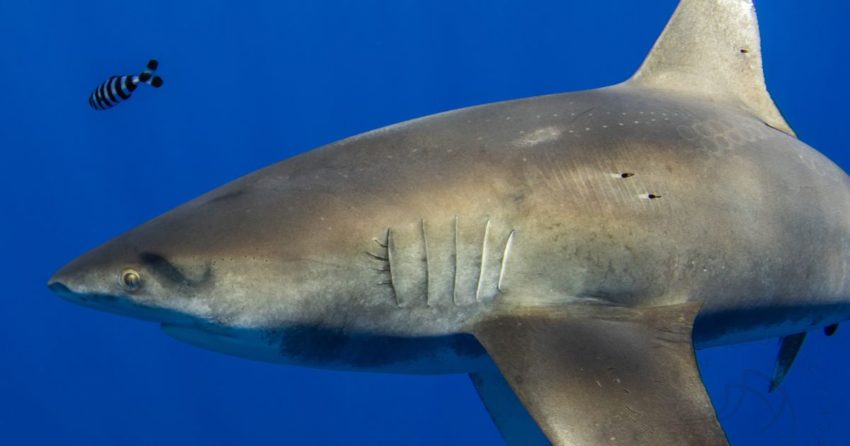 A gigantic shark and a beautiful squid fought within the deep sea