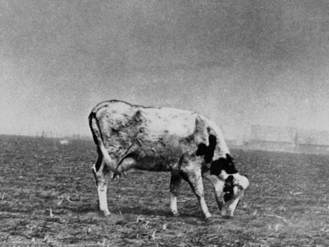 Carbon Emissions Own More Than Doubled the Chances of Every other Dust Bowl
