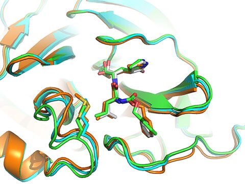 Compounds Identified That Live COVID-19 Virus Replication by Focusing on Key Viral Enzyme