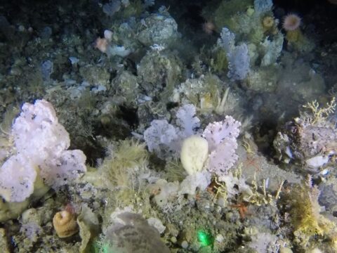 Scientists Found a Broad, Deep Sea Coral Garden off Greenland’s Run