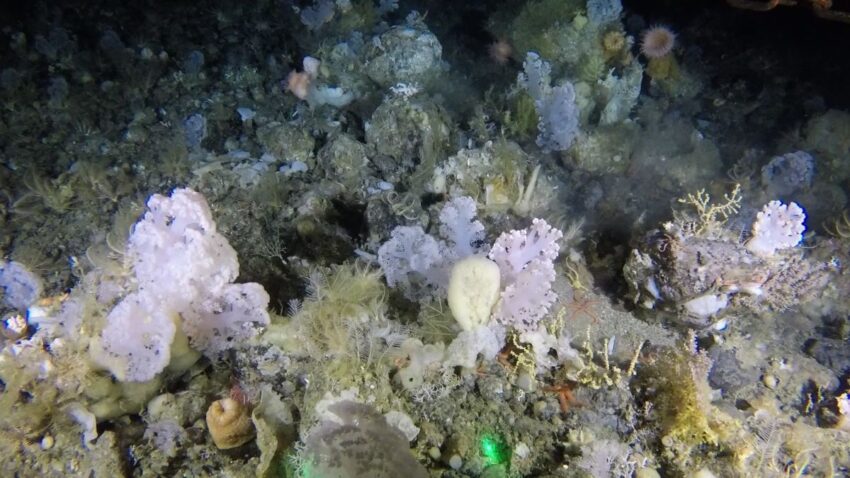 Scientists Found a Broad, Deep Sea Coral Garden off Greenland’s Run