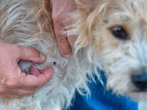 Gain Willing for Yet every other Summer season of Out-of-Aid an eye on Ticks