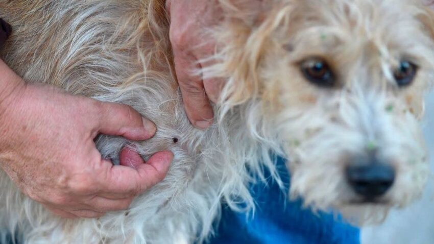 Gain Willing for Yet every other Summer season of Out-of-Aid an eye on Ticks