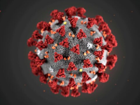 Antibody take a look at accuracy unclear; COVID-19 dangers bigger for pregnant girls folks
