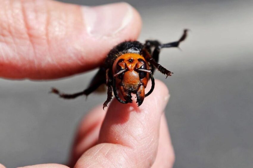 Researchers gape for uncommon ways to continue stories as COVID-19 adjustments systems