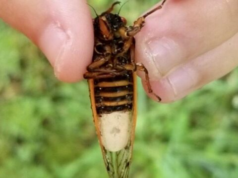 Extraordinary method of life earns insect the name ‘zombie’