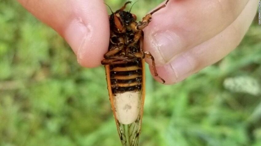 Extraordinary method of life earns insect the name ‘zombie’